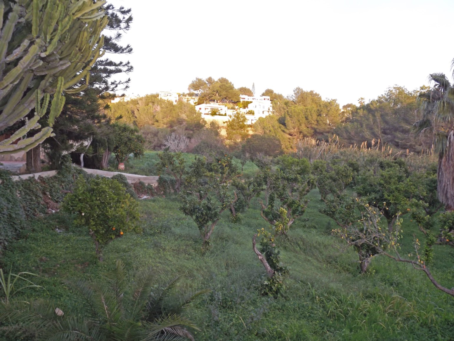 Uitzicht op het uitgestrekte perceel van 4.685 m2 met een boomgaard van citrusbomen en mediterrane vegetatie, tegen de achtergrond van de omliggende heuvels.