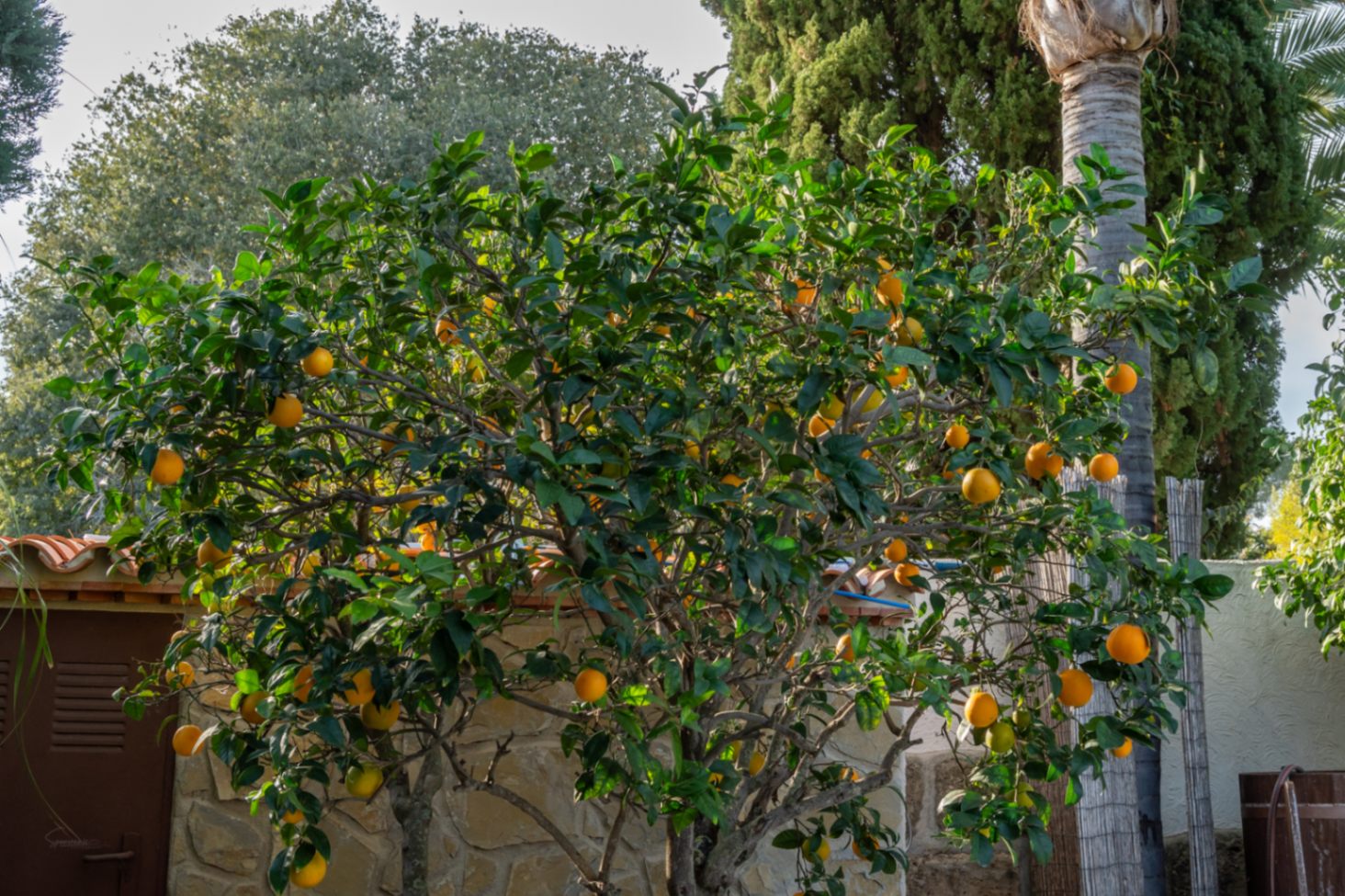 Productieve sinaasappelboom in de mediterrane tuin, omgeven door natuurstenen muren en volwassen beplanting die zorgt voor rust en privacy.