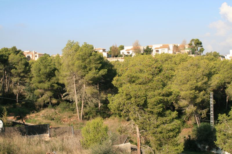 Verhoogd uitzicht op een hellend perceel met volwassen pijnbomen en mediterrane vegetatie, met bestaande villa's zichtbaar op de achtergrond.