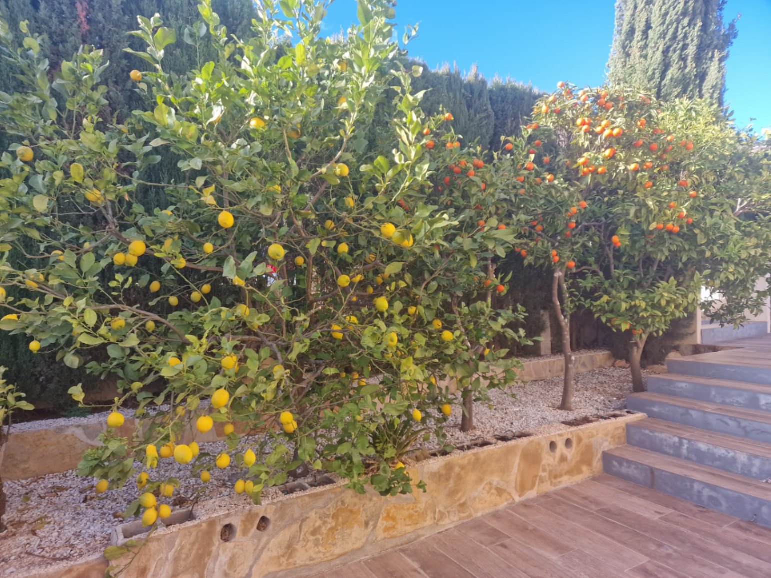 Tuin met citroen- en sinaasappelbomen in Cumbre del Sol. Houten vloeren en heggen.