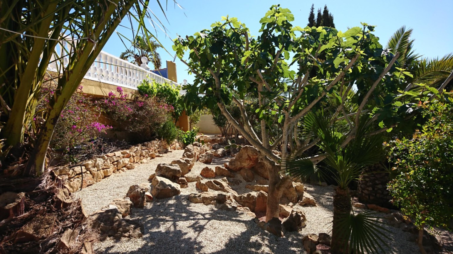 Mediterrane tuin met grindpaden, decoratieve natuurstenen en volwassen beplanting waaronder een vijgenboom en bougainville onder een witte balustrade.